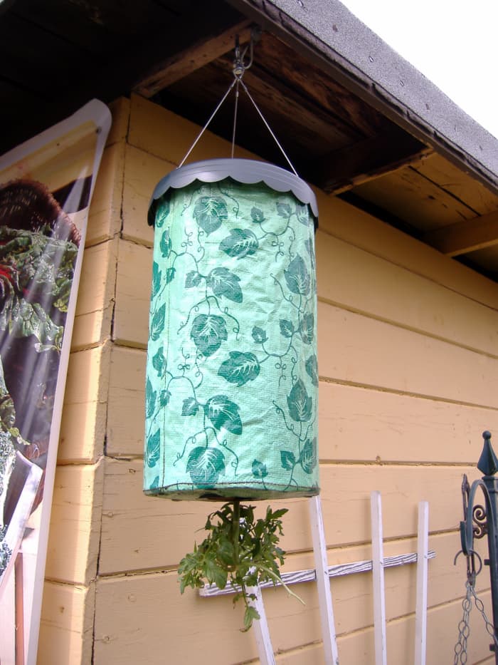 Since this is a pretty big Topsy Turvy I had my husband put a strong hook in the eave of our shop to hold the tomato plant when it gets heavy