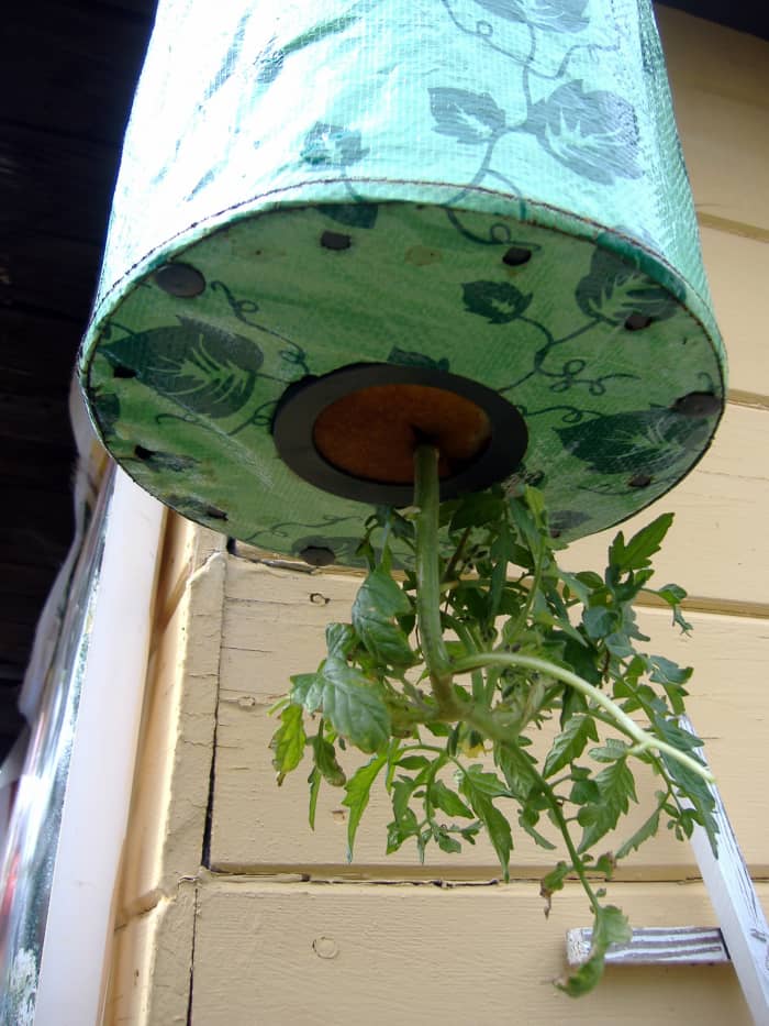 This is my first year doing vertical gardening. This is my Topsy Turvy container in my backyard