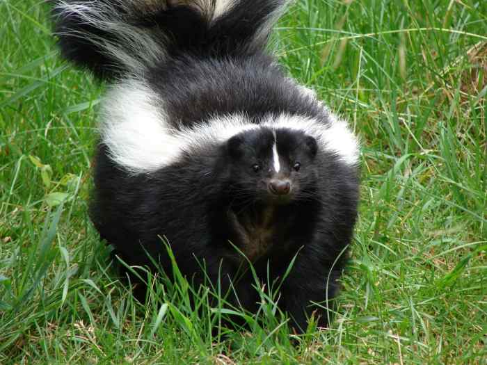 How to Teach Kids to Trap Skunks on Your Property - HubPages