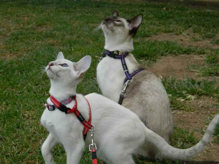 Harnesses or Collars Which Is More Comfortable for Pets? HubPages