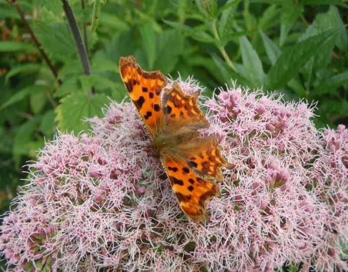 Guide to British Butterfly Identification UK HubPages