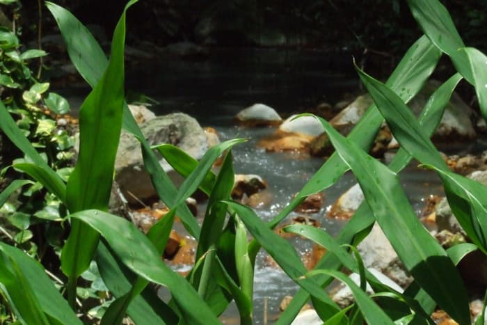 St Lucia plant, but look at the color of the water in the background, it comes from the sulfur springs and it is loaded with minerals, the water is gray.