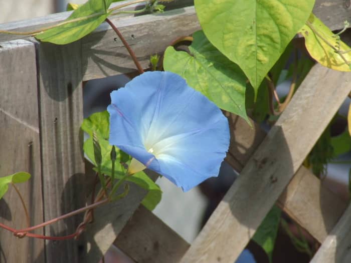 Morning glories will climb anything it can get its vine around, be careful near other plants.
