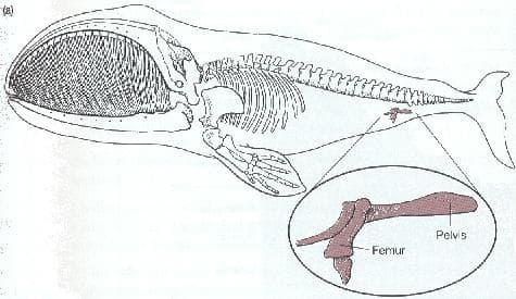 Vestigial structures represent adaptations. This whale lost its ability to walk for its ability to swim. A fair trade-off.