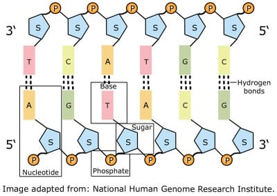 The sugar-phosphate backbone can be clearly seen, as can the complimentary base pairing. A bonds with T; C bonds with G - this results in CHARGAFF'S RULE.