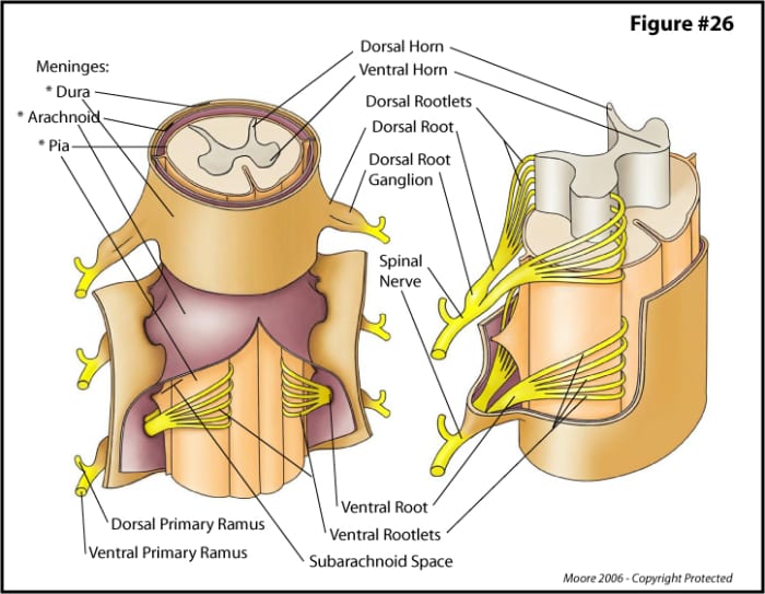 Nerve tissue is a complex network of fibers that often passes through holes in bones