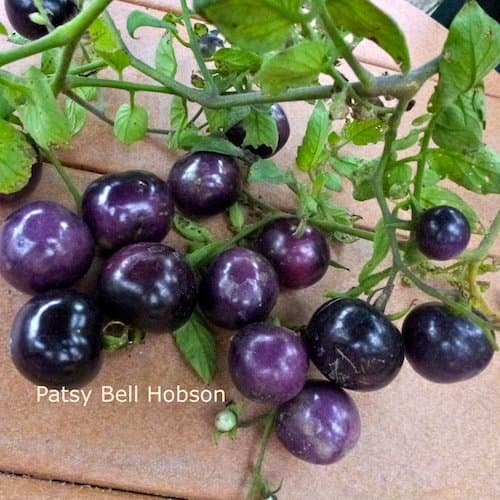 Indigo Rose deep purple where the sunshines. The fruit is red/orange where a leaf or stem shields the fruit from the sun.