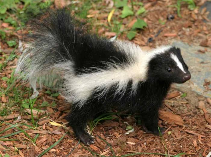 The Skunk, or Polecat - HubPages