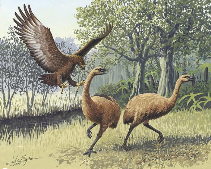 The giant eagle was capable of attacking the largest birds to have walked the Earth.