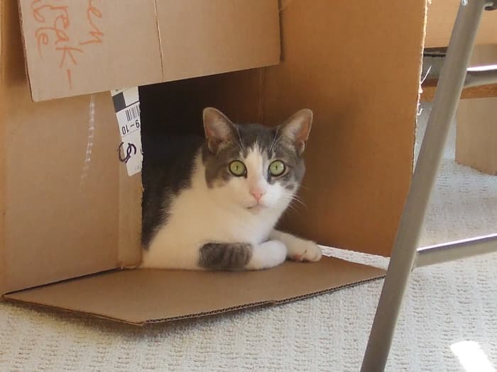This is our wonderful Sammy who found the large empty box to be eminently suitable for hiding and spying.