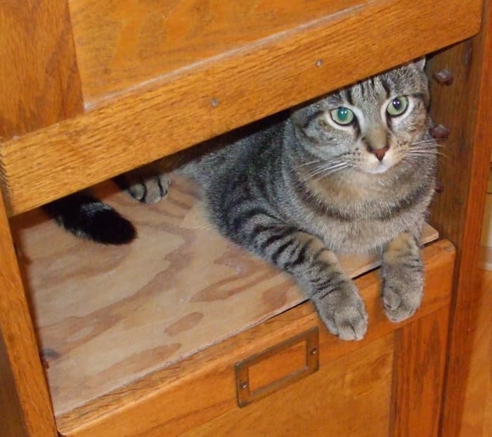 This photo and the following 4 show a sequence of Skeeter the Rescue Cat getting ready to pounce.