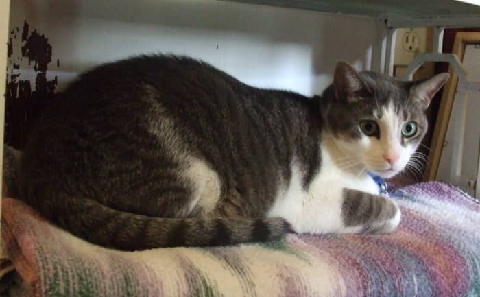 This shelf is also strategically valuable: at the top of the stairs, Sammy surveys the first floor and the door to the outside world.
