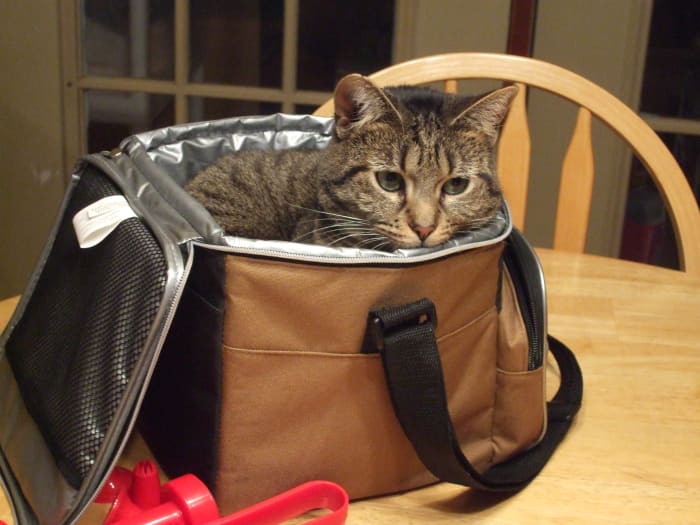 Our cat Skeeter just hopped right into this soft-sided cooler. Fortunately, my camera was close.