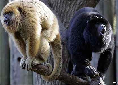 Vocalizing: Black Howlers Monkeys routinely emit loud cacophonous cries that are heard three km away.