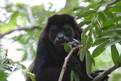 The Black Howler monkey is strictly vegetarians. They love eating succulent leaves on the dense treetops.