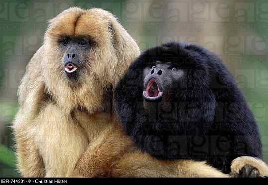 The male and female black howler monkeys are very easy to tell apart. The females have distinct yellow-brown fur. It is only the males that match their name 'black howler monkey' because of their full black color.
