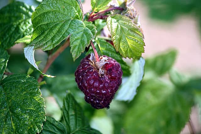 raspberry-fruit-and-its-health-benefits