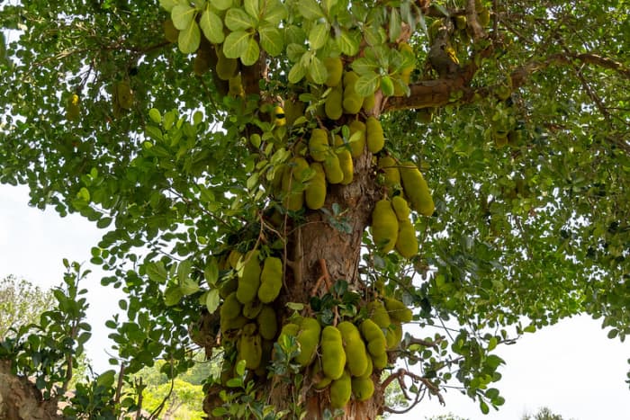 Jack fruit tree with sticky sap used by the farmer to trap Sang Kancil, in this tale of Sang Kancil and the farmer