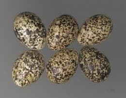 Rock ptarmigan eggs