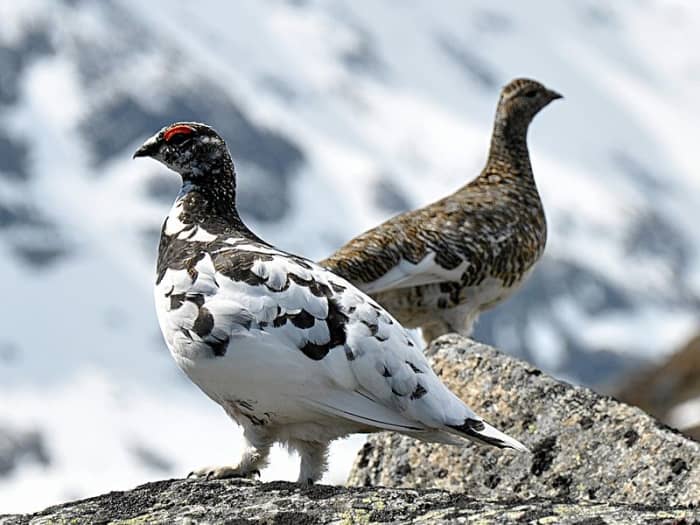 A pair of Rock Ptarmigans (Lagopus muta), showing both male and female birds. The male, in the foreground, still has much of its white winter plumage.