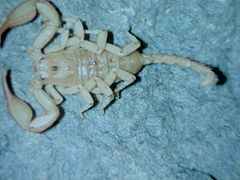 This Central European scorpion can tolerate very low temperatures, and is often referred to as a "wood scorpion."