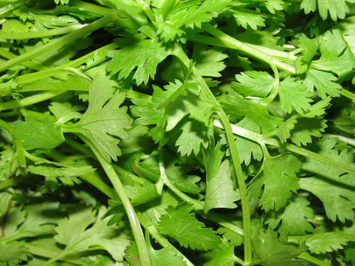 coriander leaves