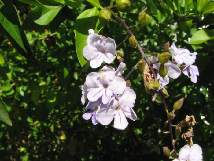 Duranta flowers, some varieties such as 'Geisha Girl' can be very pretty and have deep purple petals with lighter margins.