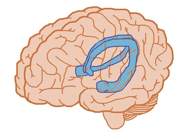 The hippocampus got its name from the sea horse (hippocampus in Latin) because its curled shape reminds of one. It's formed by two parts: right and left hippocampi.