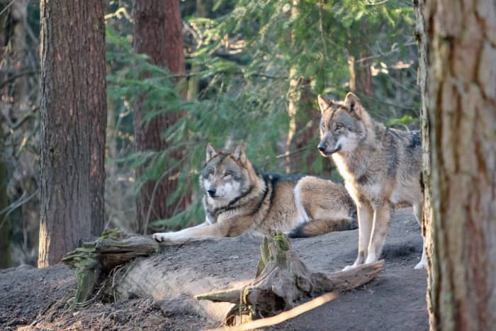 True hybrid dogs are the offspring of a domestic dog and another species, like a wolf or coyote.