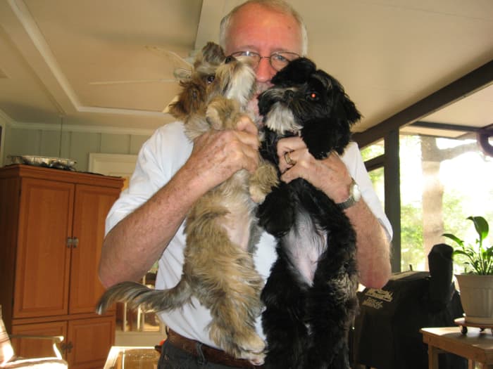 Shorkies are very affectionate. Here, Steve just got a kiss from Samantha while Sophie awaits her turn.