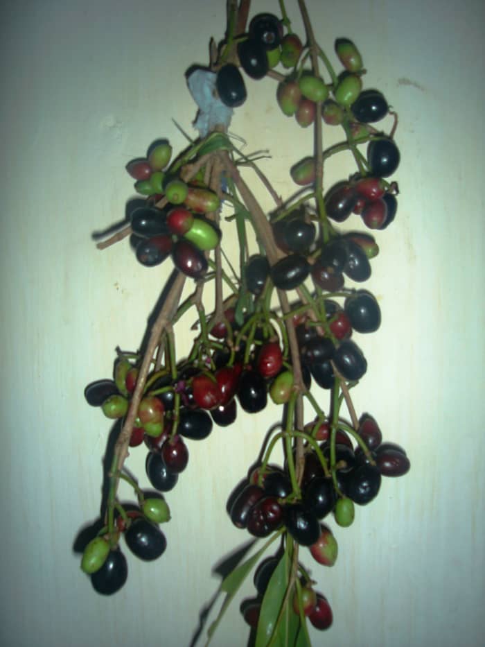 Ripe & Unripe jamun fruits