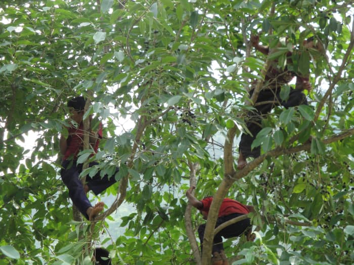 children plucking jamun fruit.