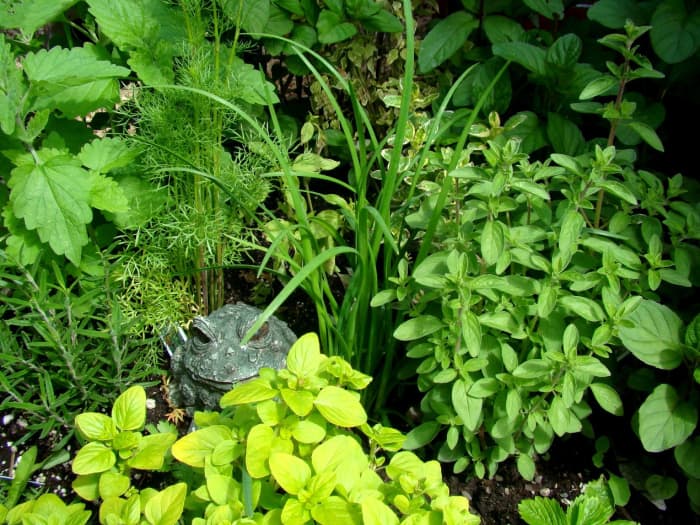 Mint, cilantro, thyme, garlic chives, basil and rosemary.
