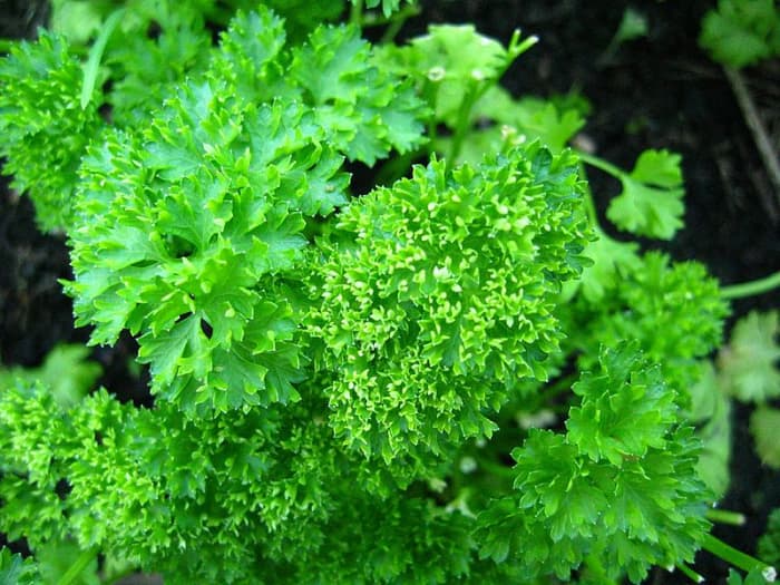 Parsley is a common culinary herb that also has magical associations.