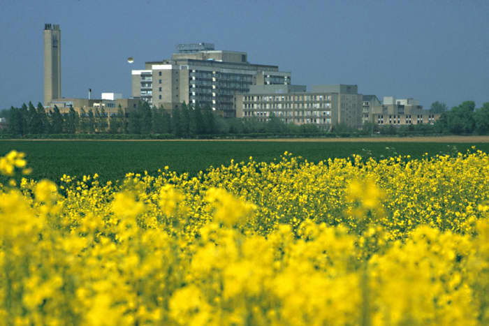 A Field of Rape. Addenbrooke's Hospital in Cambridge - one of the biggest and most prestigious hospitals in Europe - stands in the background