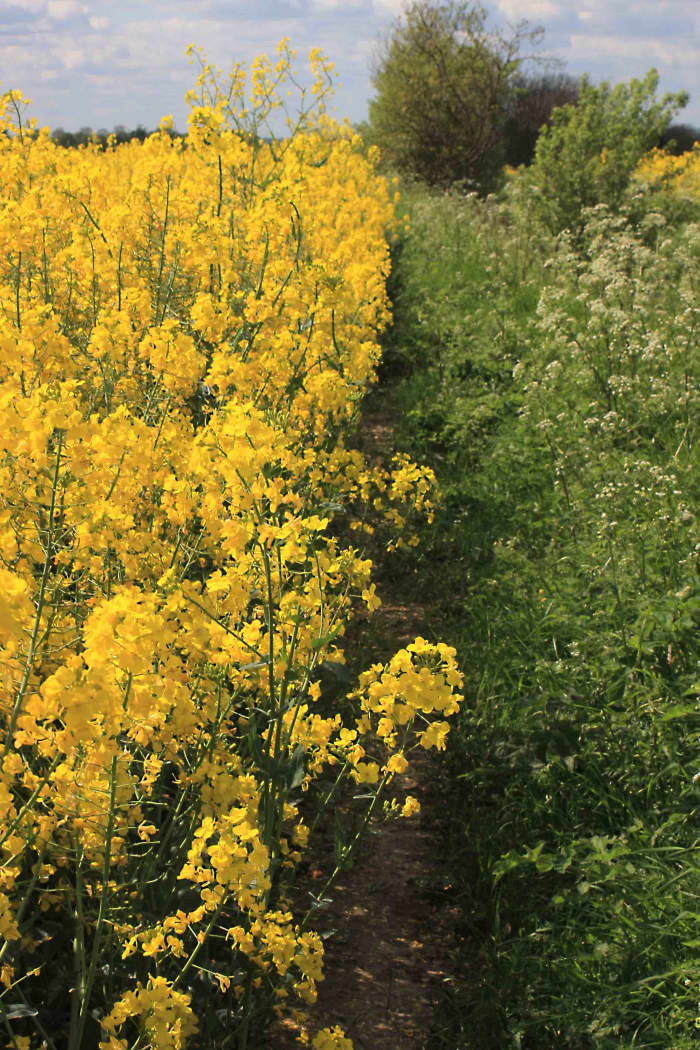 Though overgrown and untended, a public footpath between the rape field and the wild hedgerow allows everyone the right to get up close to England's countryside - even on land which is otherwise private
