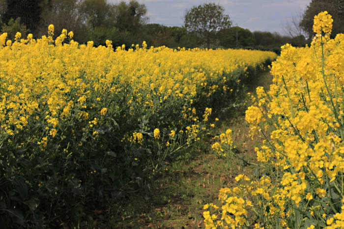 One of the most welcome features of the English countryside is that - despite so much land being given over to private ownership for agriculture - public footpaths - historic rights of way such as this path through the rape crop, are still widespread