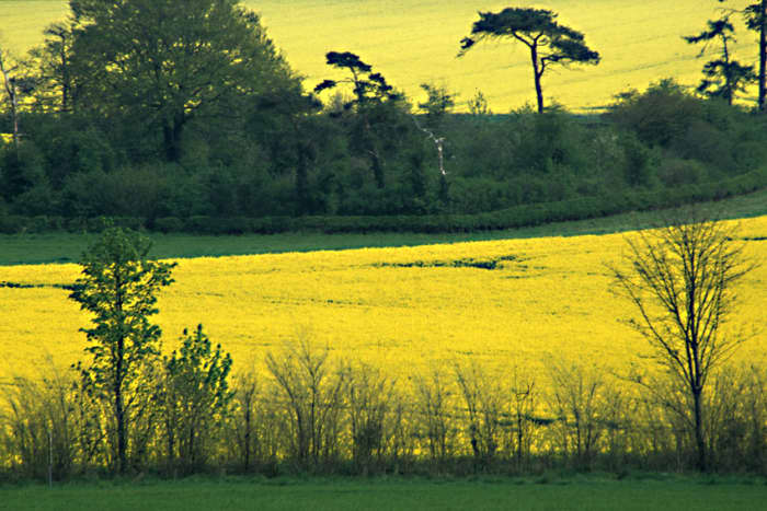 A landscape of gold and green has become as characteristic of the English countryside today as woodlands of oak and heathlands of heather were in the past