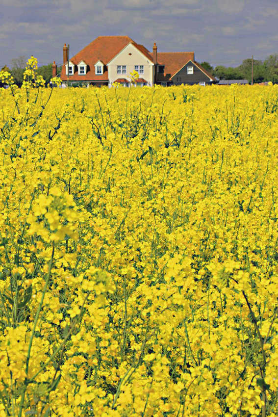 A golden field of rape stretches away to the horizon, affording an attractive vista for those who have their homes nearby
