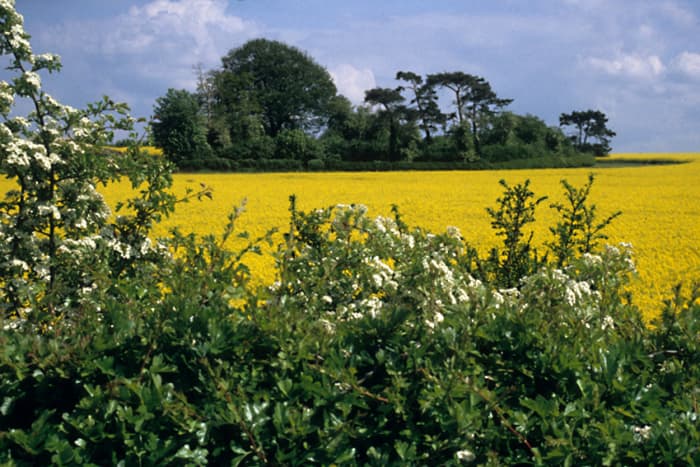Oilseed rape - for good or bad, the crop today is every bit as much a part of the English countryside as the trees, the hedgerows and the wild flowers