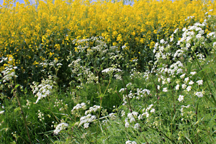 The white of the common farmland weed Cow Parsley (Anthriscus sylvestris) growing alongside a field of yellow Oilseed Rape (Brassica napus)