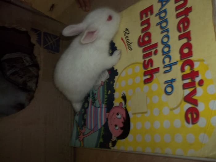 My son tried to teach him alphabets after seeing some funny number recognising activity by an elephant in the local circus. But our rabbit failed to learn English. It was a sort of embarrassment for my son