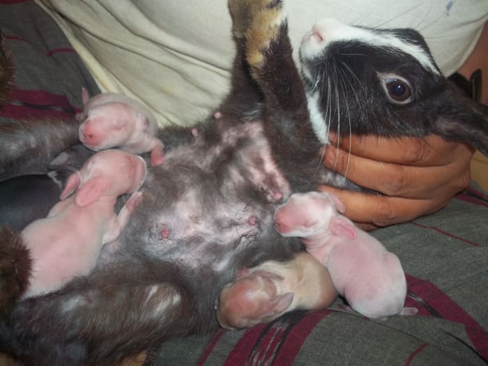 We had to help Mikki in feeding her kits. Initially it was not comfortable for Mikki, But after a couple of times she cooperated and loved the process.