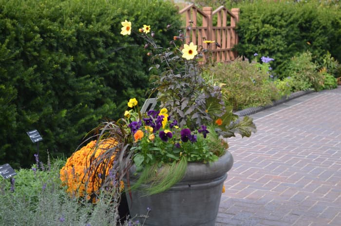 Photo 5 - Showing how you can use different plant heights in pots for appeal. This was a windy day you can tell!