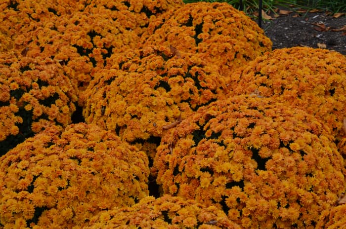 Photo 6 - I like this display because its a mass display of chrysanthemums, so dense you can't even see the pots.
