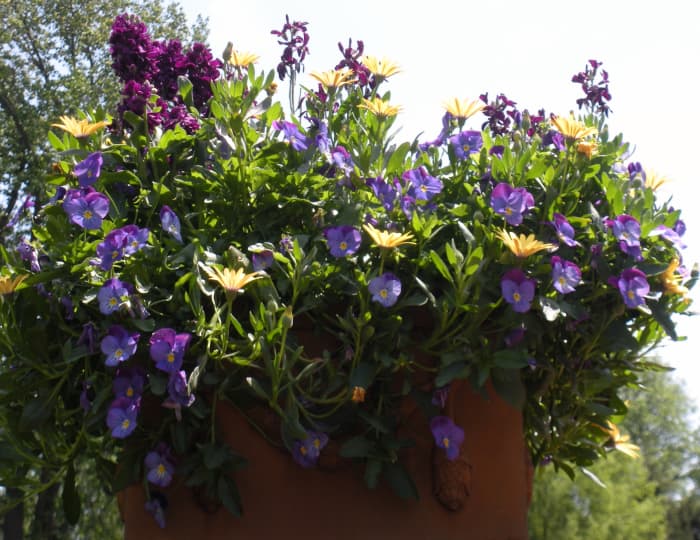 Photo 4 - This was a uniquely shaped pot, holding periwinkle colored, fuschia colored, and golden yellow flowers.