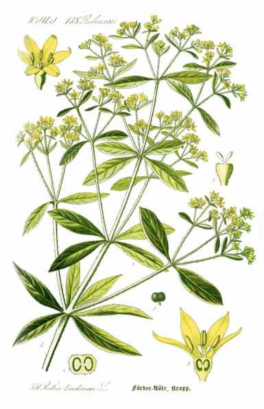 European madder, Rubia tinctorum L.