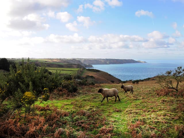 The north coast of Man with some of the multi-horned Loaghtan sheep brought by the Norsemen in the 10th Century