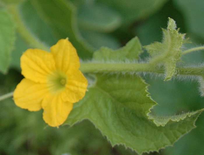 Many members of the Cucurbit family, such as squash & cucumbers, are suitable for a fall vegetable garden.