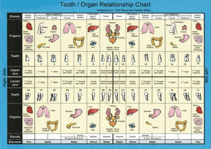 Here is a chart developed by Dr. Fritz Kramer, D.D.S. and Dr. Reinhold Voll, M.D, showing the meridians that connect different parts of the body with different teeth
